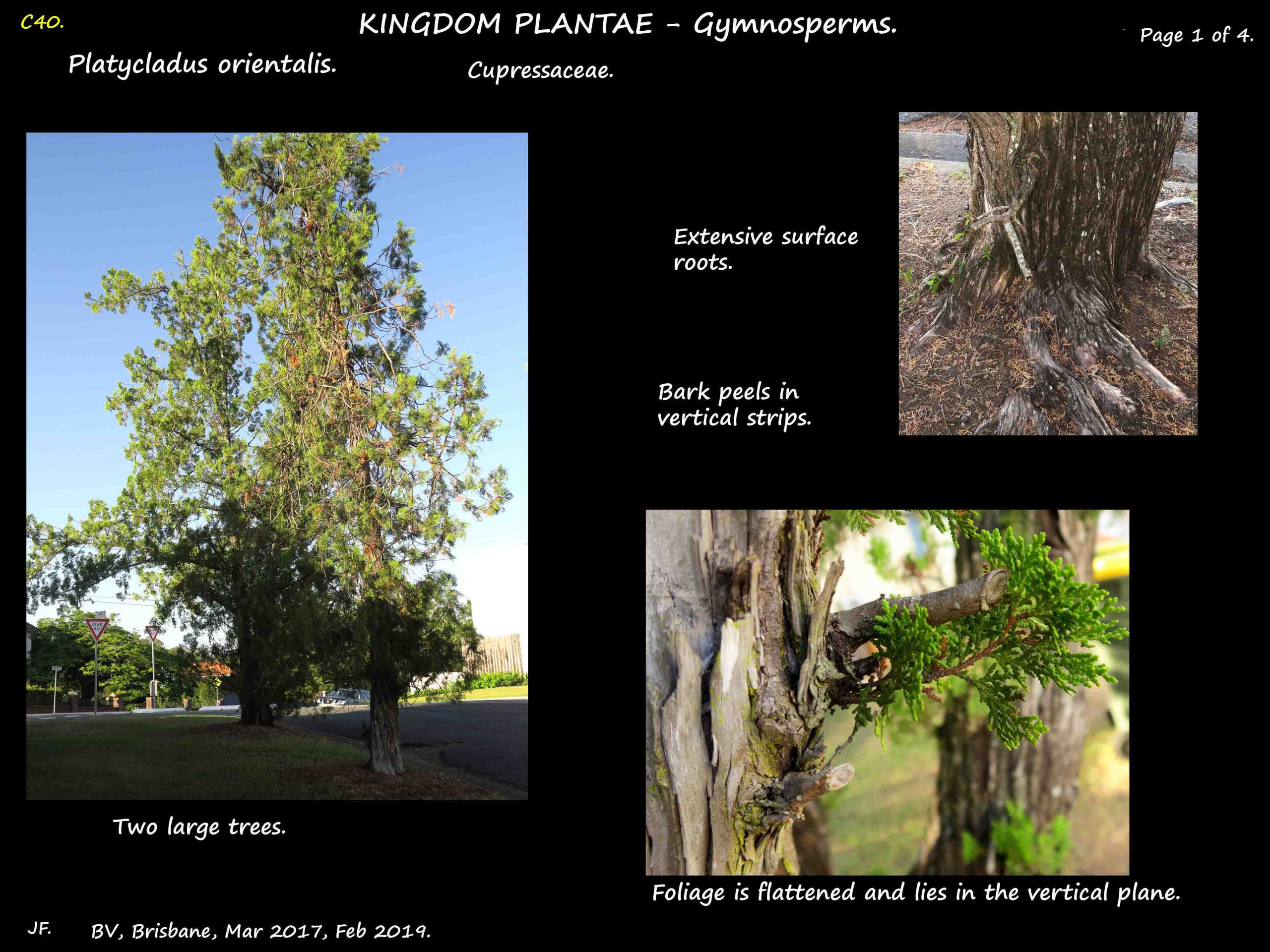 1 Platycladus orientalis tree & bark